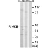 Western Blot - Anti-RIMKB Antibody (C18432) - Antibodies.com