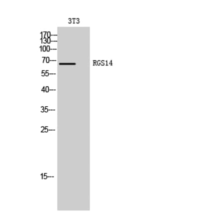 Western Blot - Anti-RGS14 Antibody (C18313) - Antibodies.com