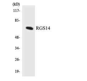 Western Blot - Anti-RGS14 Antibody (R12-3434) - Antibodies.com