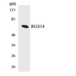 Western Blot - Anti-RGS14 Antibody (R12-3434) - Antibodies.com