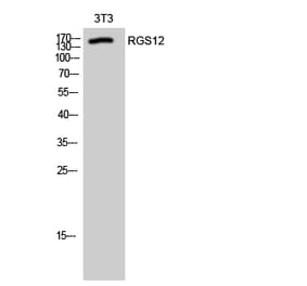 Western Blot - Anti-RGS12 Antibody (C18311) - Antibodies.com