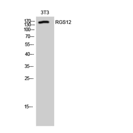 Western Blot - Anti-RGS12 Antibody (C18311) - Antibodies.com