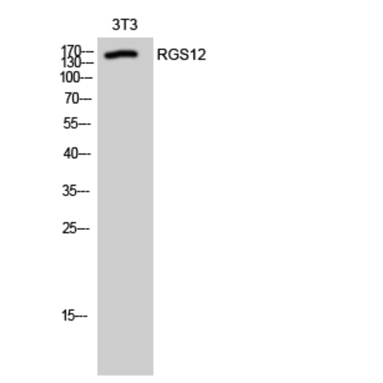Western Blot - Anti-RGS12 Antibody (C18311) - Antibodies.com