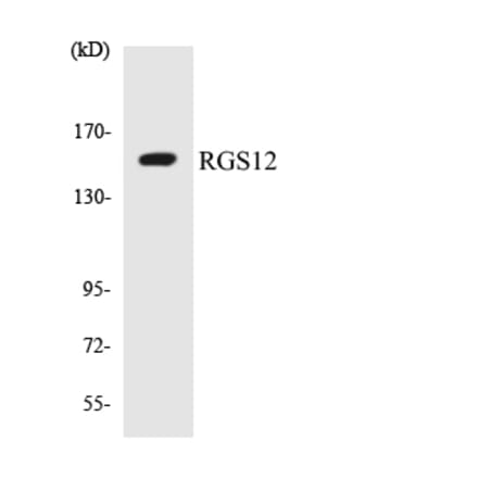 Western Blot - Anti-RGS12 Antibody (R12-3433) - Antibodies.com