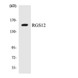 Western Blot - Anti-RGS12 Antibody (R12-3433) - Antibodies.com