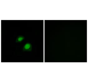 Immunofluorescence - Anti-RGAP1 Antibody (C11673) - Antibodies.com