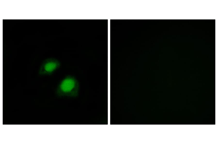 Immunofluorescence - Anti-RGAP1 Antibody (C11673) - Antibodies.com