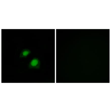 Immunofluorescence - Anti-RGAP1 Antibody (C11673) - Antibodies.com