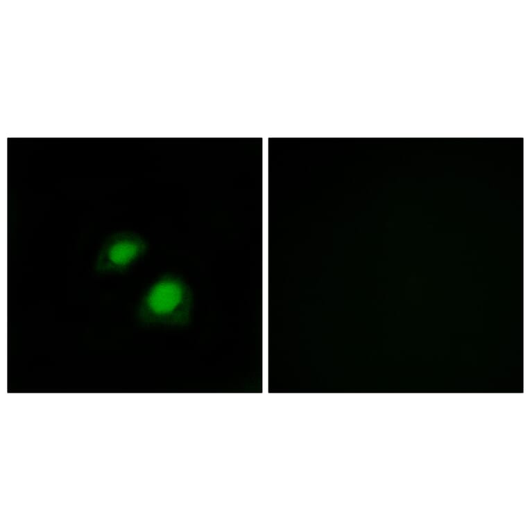 Immunofluorescence - Anti-RGAP1 Antibody (C11673) - Antibodies.com