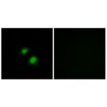 Immunofluorescence - Anti-RGAP1 Antibody (C11673) - Antibodies.com