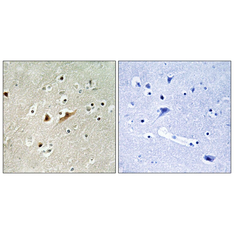 Immunohistochemistry - Anti-RGAP1 Antibody (C11673) - Antibodies.com