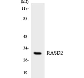 Western Blot - Anti-RASD2 Antibody (R12-3407) - Antibodies.com