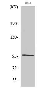 Western blot analysis of various cells using Anti-RASA3 Antibody.