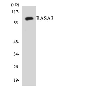 Western blot analysis of the lysates from HUVEC cells using Anti-RASA3 Antibody.