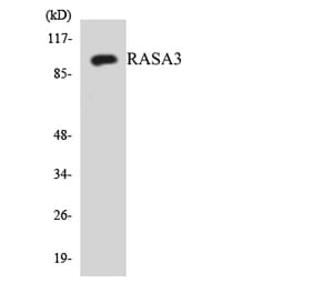 Western Blot - Anti-RASA3 Antibody (R12-3406) - Antibodies.com