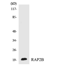 Western Blot - Anti-RAP2B Antibody (R12-3402) - Antibodies.com