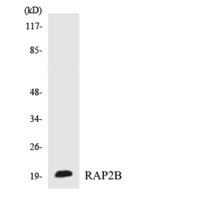 Western Blot - Anti-RAP2B Antibody (R12-3402) - Antibodies.com