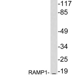 Western Blot - Anti-RAMP1 Antibody (R12-2328) - Antibodies.com