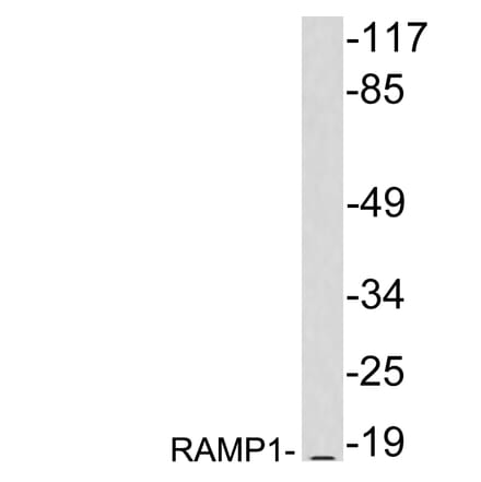 Western Blot - Anti-RAMP1 Antibody (R12-2328) - Antibodies.com