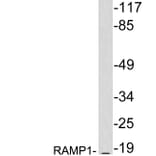 Western Blot - Anti-RAMP1 Antibody (R12-2328) - Antibodies.com