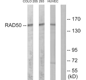 Western Blot - Anti-RAD50 Antibody (C13111) - Antibodies.com
