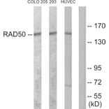 Western Blot - Anti-RAD50 Antibody (C13111) - Antibodies.com