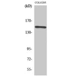 Western Blot - Anti-RAD50 Antibody (C13111) - Antibodies.com