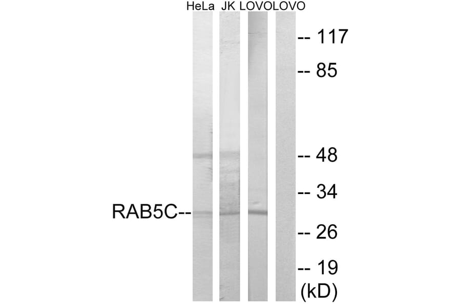 Western Blot - Anti-RAB5C Antibody (C18265) - Antibodies.com