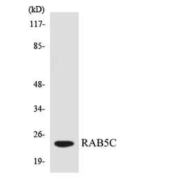 Western Blot - Anti-RAB5C Antibody (R12-3392) - Antibodies.com