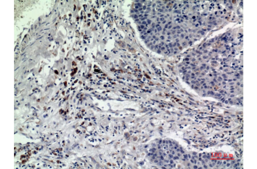 Immunohistochemistry - Anti-RAB5A Antibody (C30293) - Antibodies.com