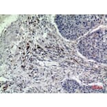 Immunohistochemistry - Anti-RAB5A Antibody (C30293) - Antibodies.com