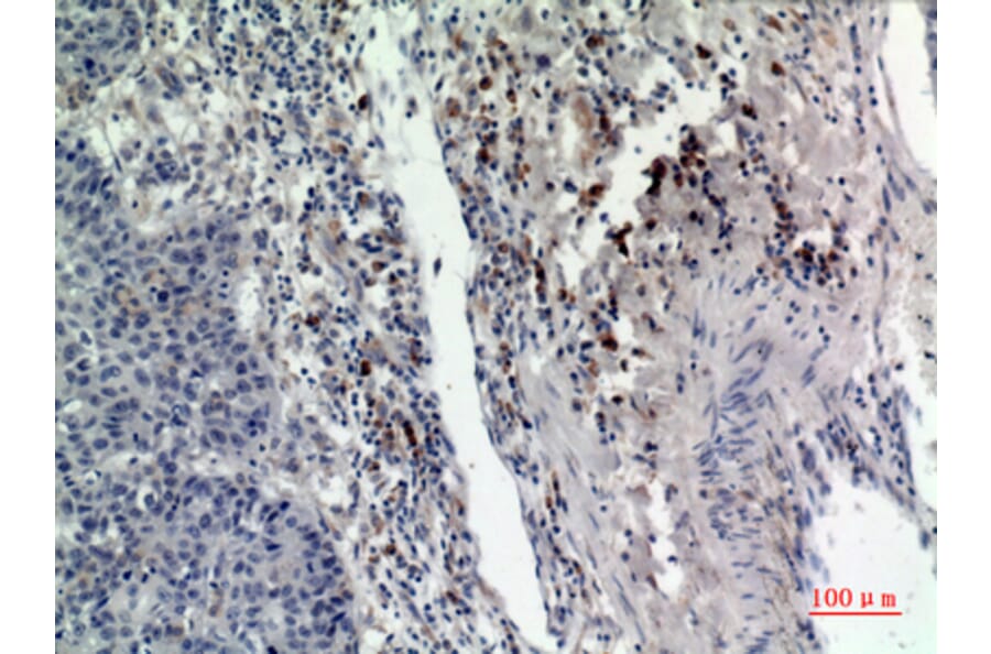 Immunohistochemistry - Anti-RAB5A Antibody (C30293) - Antibodies.com