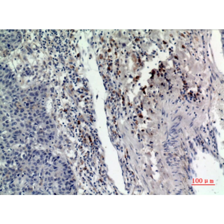 Immunohistochemistry - Anti-RAB5A Antibody (C30293) - Antibodies.com