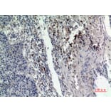 Immunohistochemistry - Anti-RAB5A Antibody (C30293) - Antibodies.com