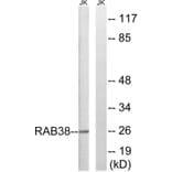 Western Blot - Anti-RAB38 Antibody (C18248) - Antibodies.com