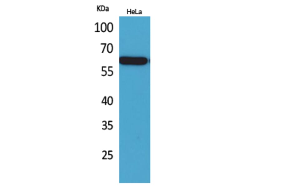 Western Blot - Anti-PVRL3 Antibody (C30417) - Antibodies.com