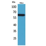 Western Blot - Anti-PVRL3 Antibody (C30417) - Antibodies.com