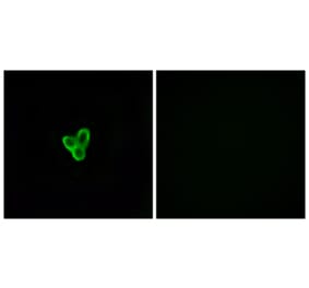 Immunofluorescence - Anti-PTAFR Antibody (G730) - Antibodies.com