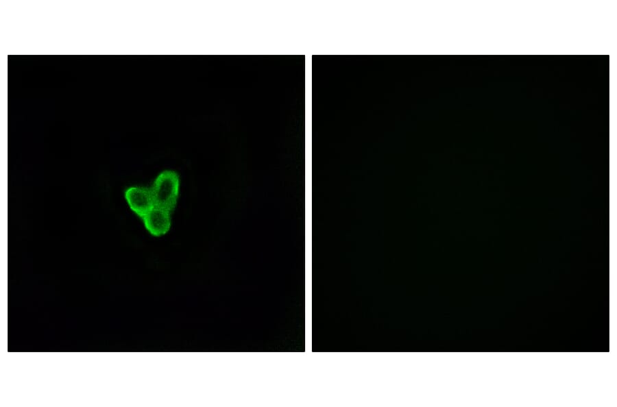 Immunofluorescence - Anti-PTAFR Antibody (G730) - Antibodies.com