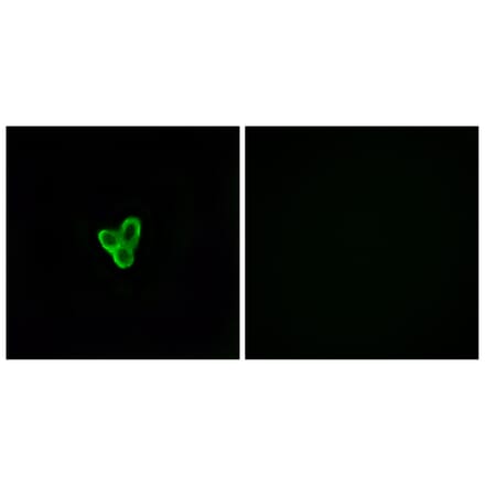 Immunofluorescence - Anti-PTAFR Antibody (G730) - Antibodies.com