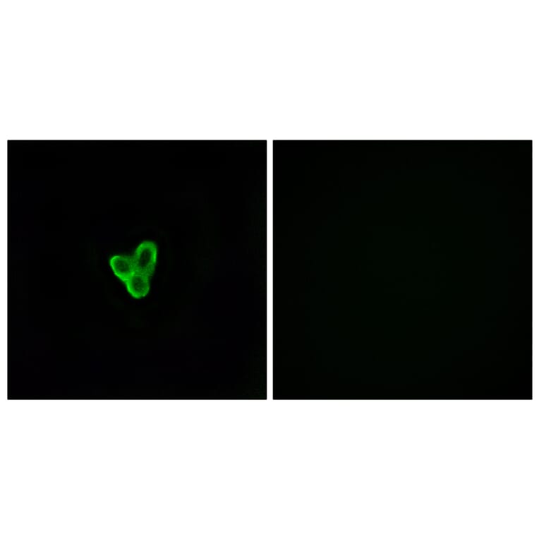 Immunofluorescence - Anti-PTAFR Antibody (G730) - Antibodies.com