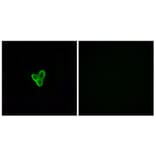 Immunofluorescence - Anti-PTAFR Antibody (G730) - Antibodies.com