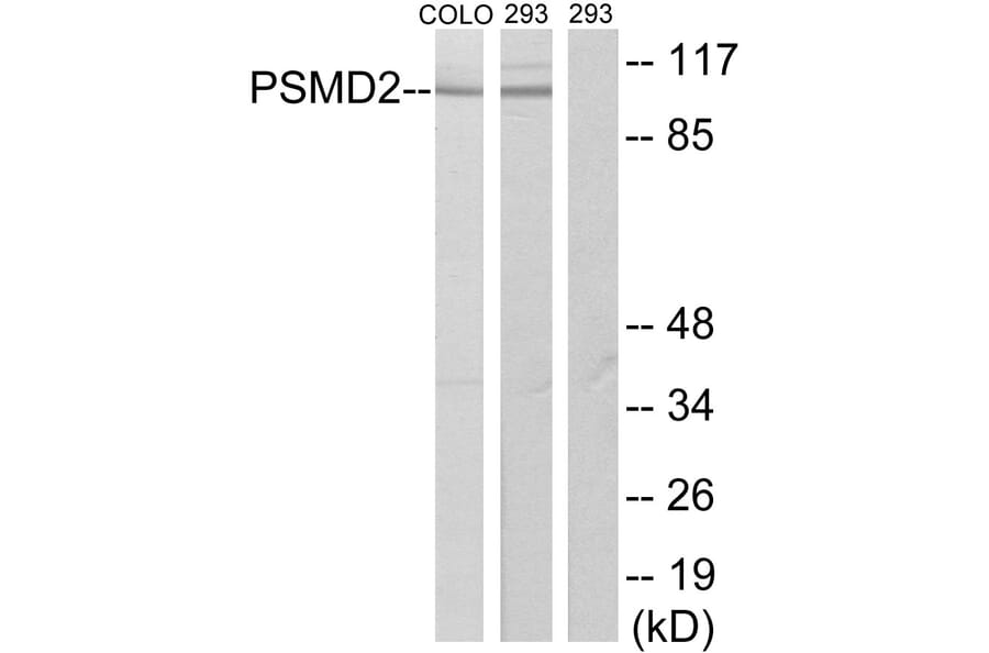 Western Blot - Anti-PSMD2 Antibody (C10956) - Antibodies.com