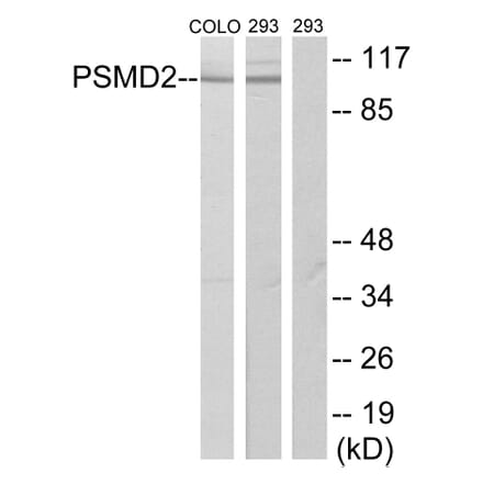 Western Blot - Anti-PSMD2 Antibody (C10956) - Antibodies.com