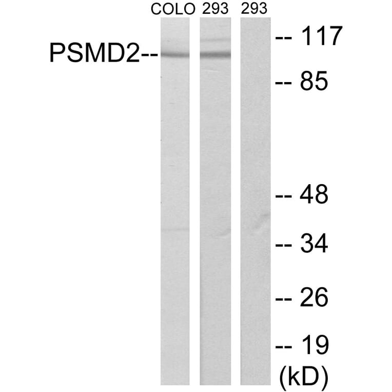 Western Blot - Anti-PSMD2 Antibody (C10956) - Antibodies.com