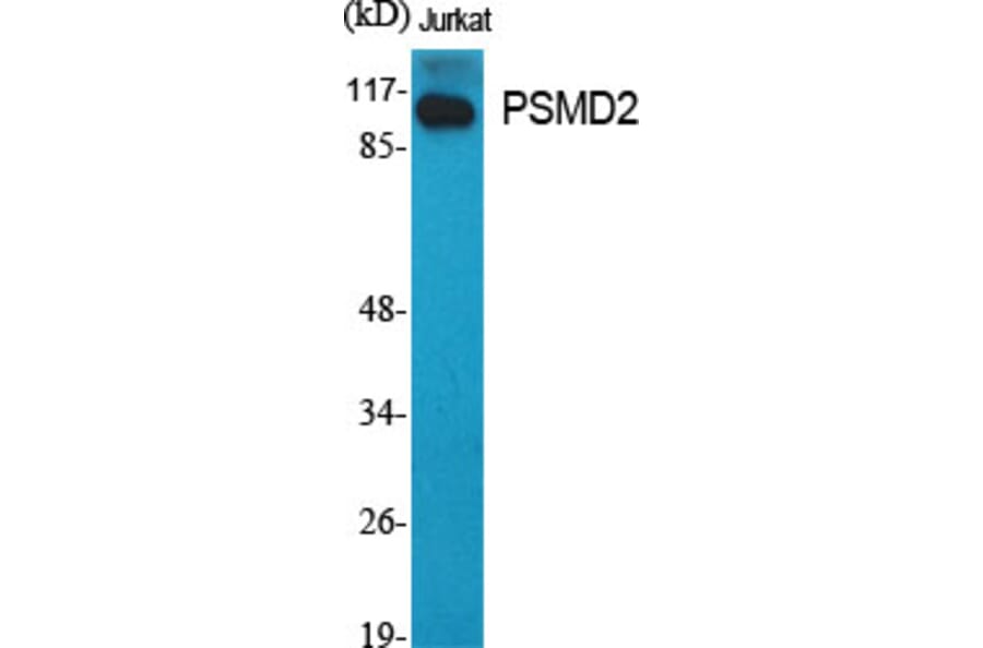 Western Blot - Anti-PSMD2 Antibody (C10956) - Antibodies.com