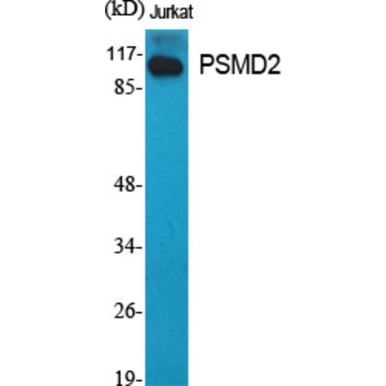 Western Blot - Anti-PSMD2 Antibody (C10956) - Antibodies.com