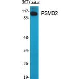 Western Blot - Anti-PSMD2 Antibody (C10956) - Antibodies.com