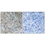 Immunohistochemistry - Anti-PSMD2 Antibody (C10956) - Antibodies.com