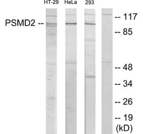 Western Blot - Anti-PSMD2 Antibody (C11058) - Antibodies.com